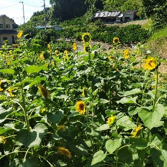 サムズファーム