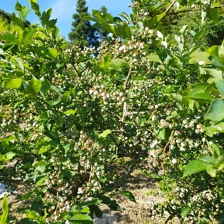 サムズファーム